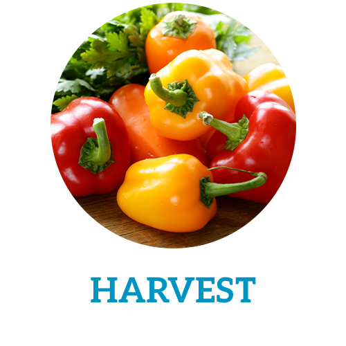 Produce