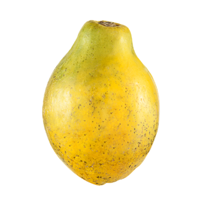Large Carribean Papaya