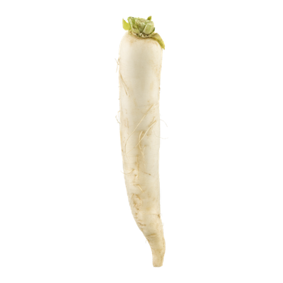 RADISHES DAIKON