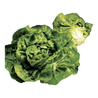 LETTUCE BUTTER
