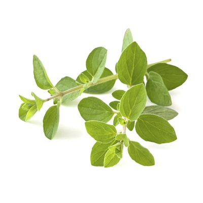 Roots Organic - Oregano