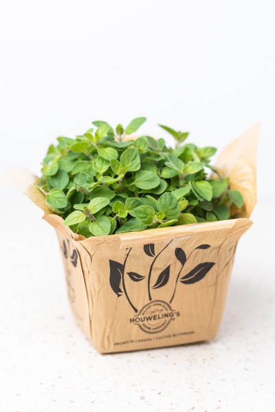 Houwelling's - Living Oregano Plant