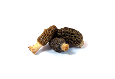 Ponderosa Mushrooms - Morel Mushrooms
